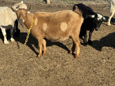 TUA FARMS JOLIE