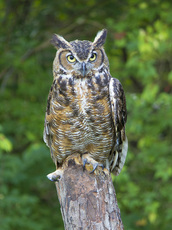 Great Horned Owl