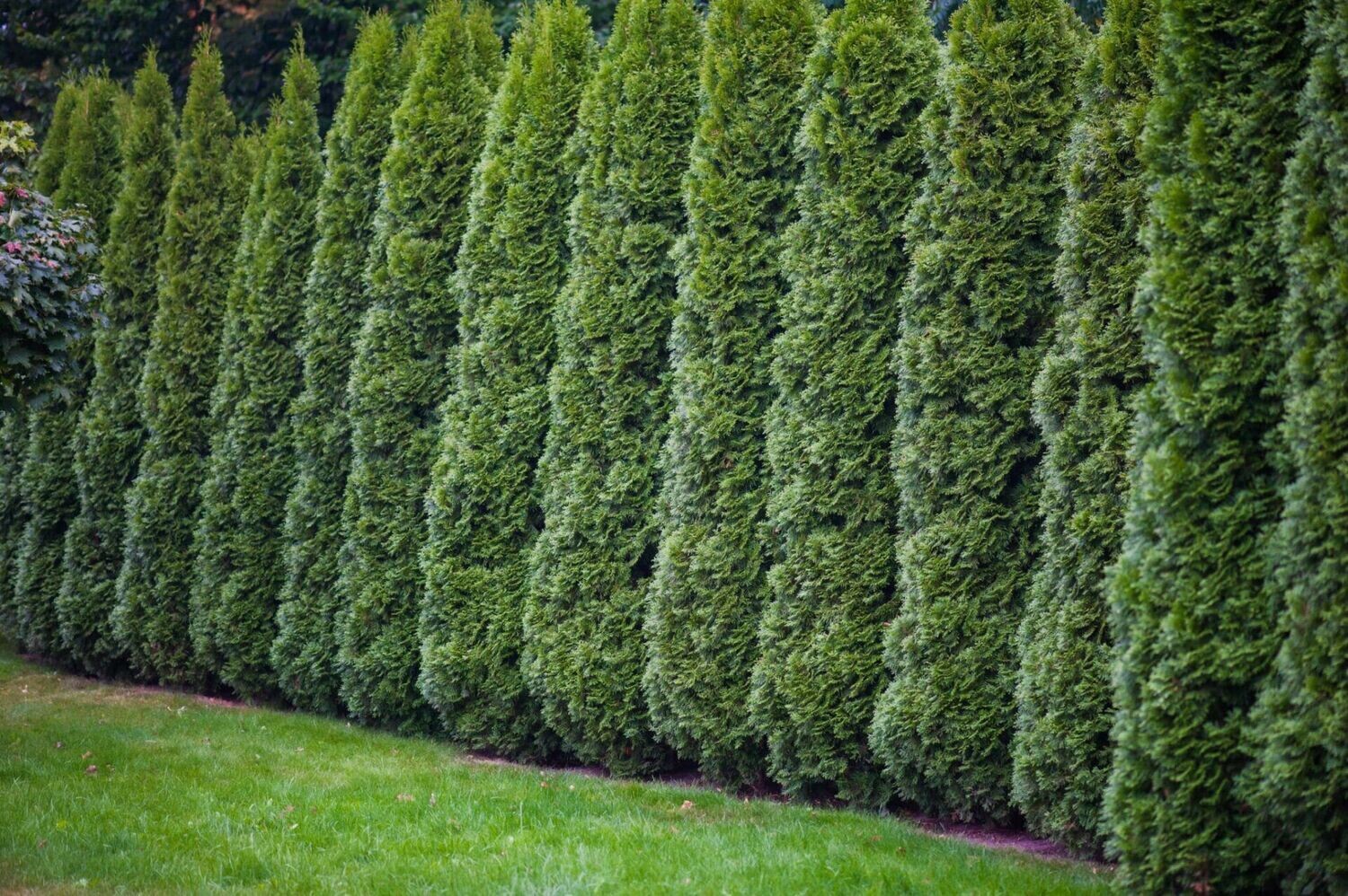 Emerald Green Arborvitae