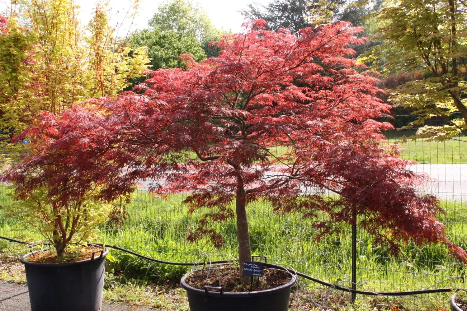 Japanese Red Maple - Crimson Queen