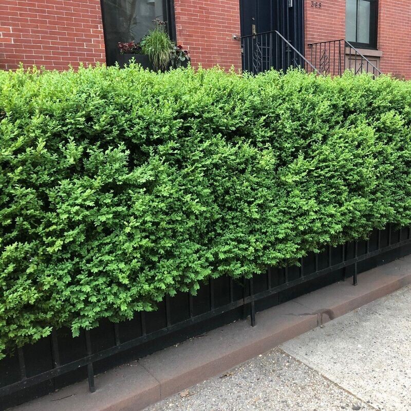 Boxwood - BUXUS GREEN MOUNTAIN