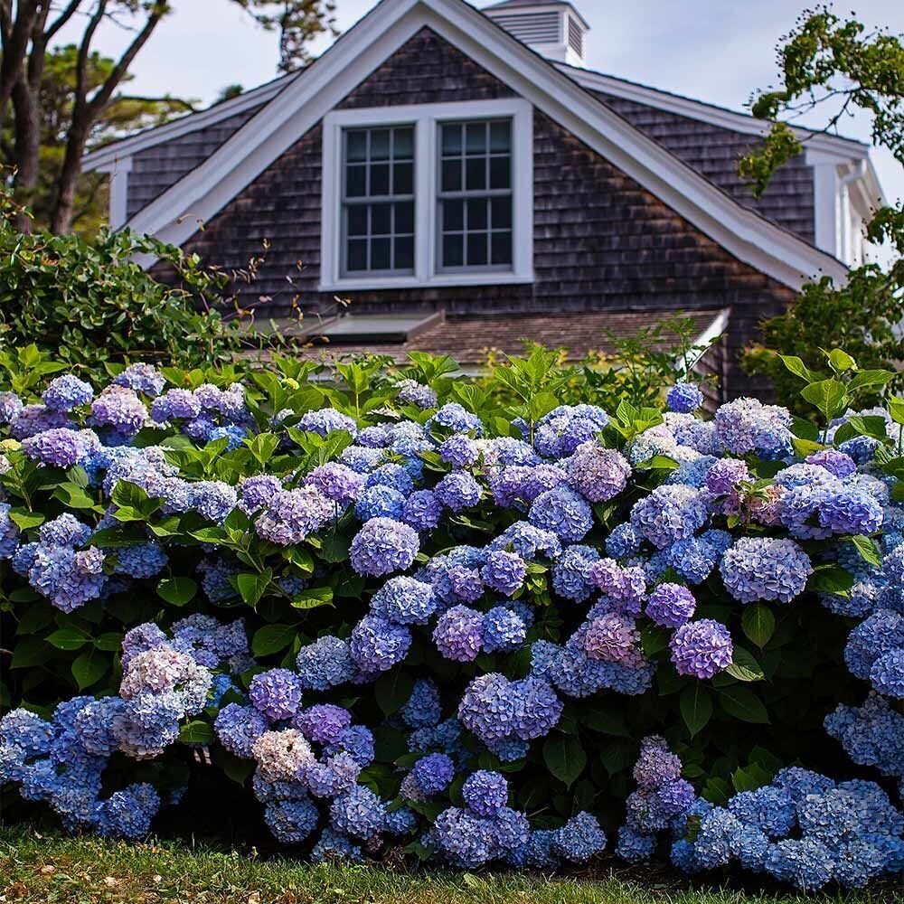 Hydrangea - Endless Summer®