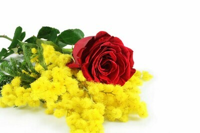 7-sette rose rosse lunghe e mimosa