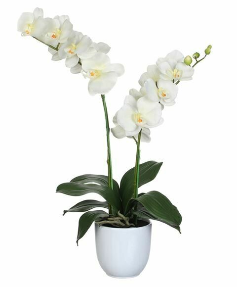 ORCHIDEA SINGOLA - Specifica in fase di ordine il colore (BIANCA, ROSA, VERDEGIALLA, SCREZIATA)