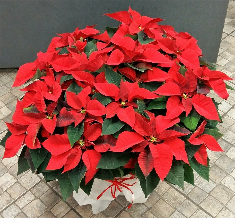 Stella di Natale Grande