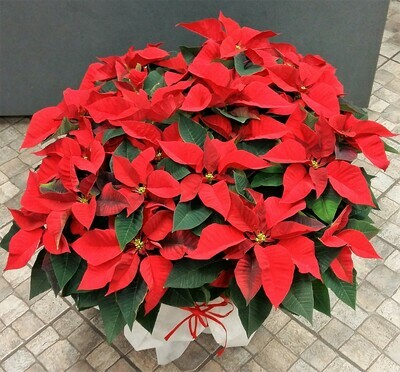 Stella di Natale Grande