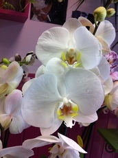 ORCHIDEE