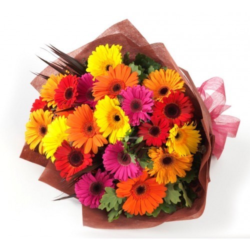 GERBERA Passion
