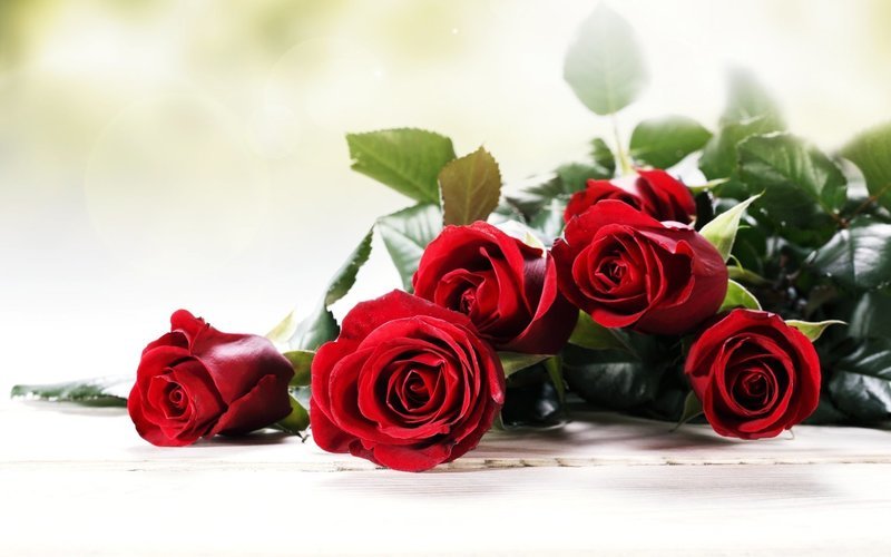 7 rose rosse