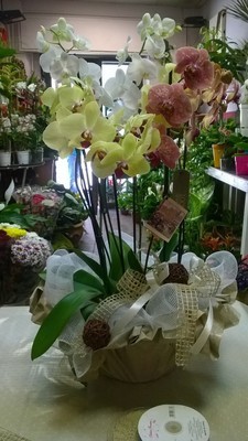 Composizione orchidee multicolore