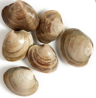 ASARI CLAMS - $4.90 PER 500 GMS PACK