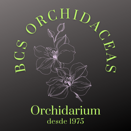 BCS Orchidaceas