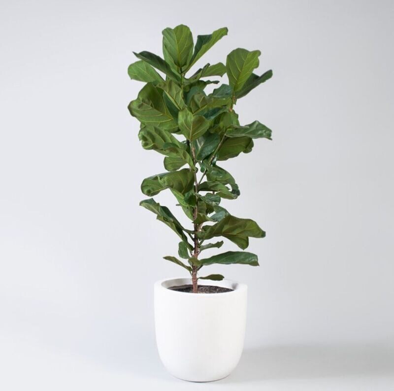 Fiddle Fig