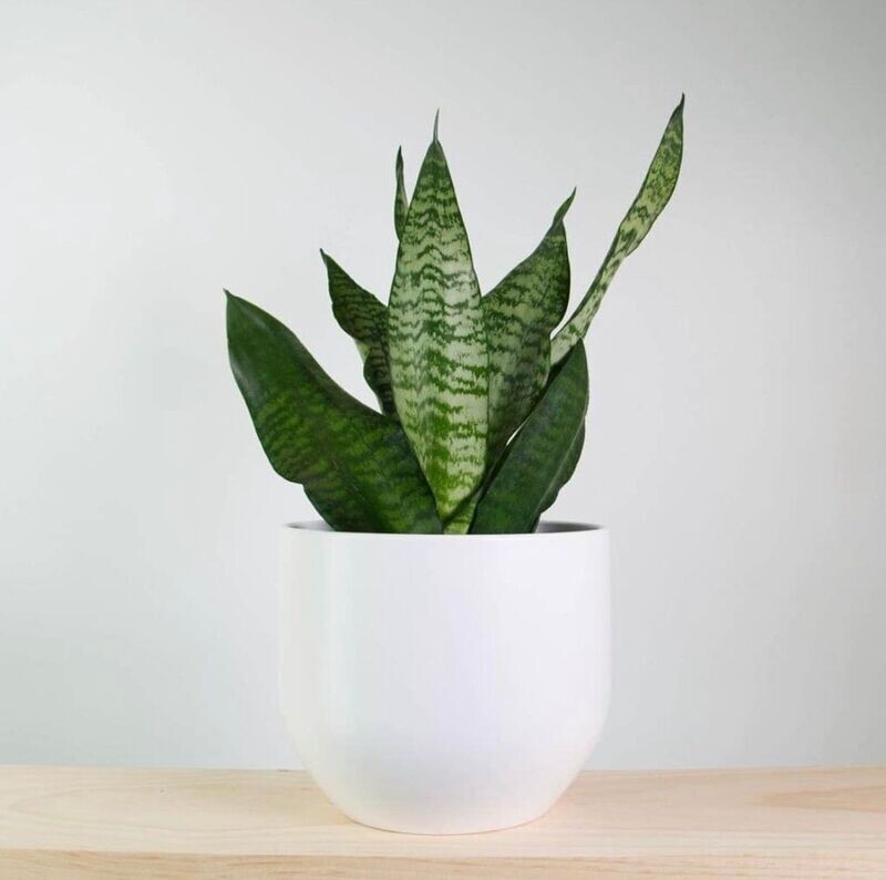 Silver Snake Plant