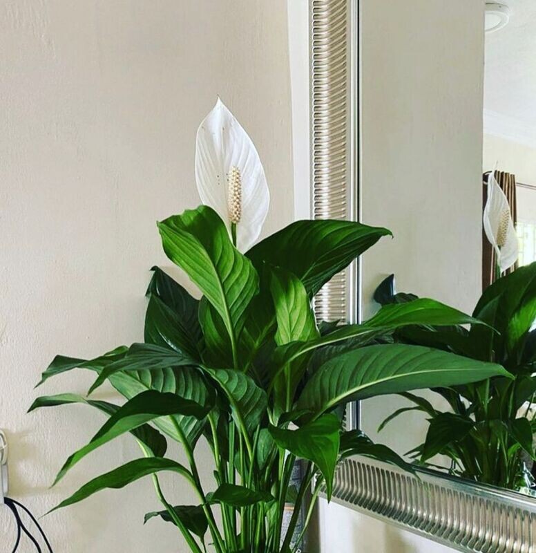 Lily