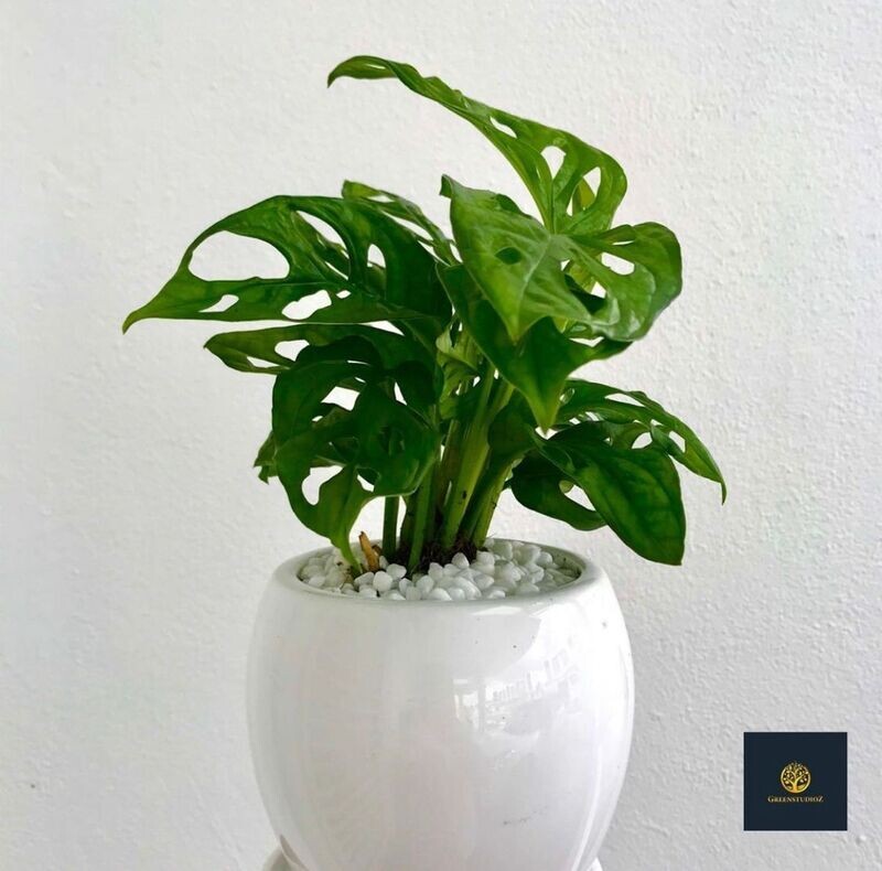 Monstera Adansonii