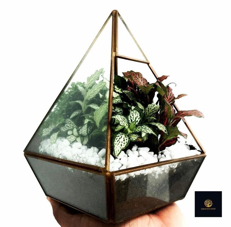 Fittonia Of Kingdom