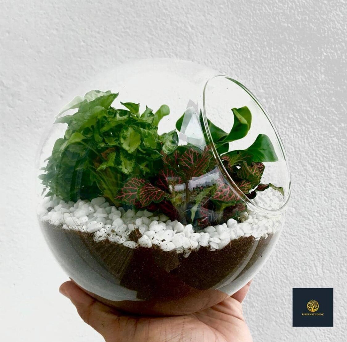 Fittonia In A Ball
