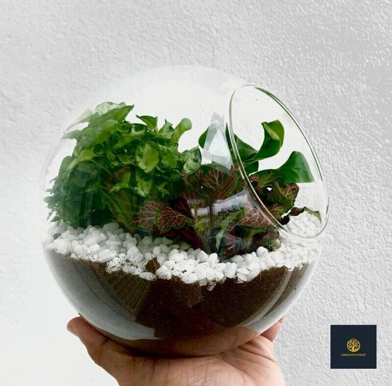 Fittonia In A Ball