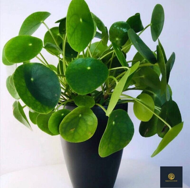 Pancake Plant Dance