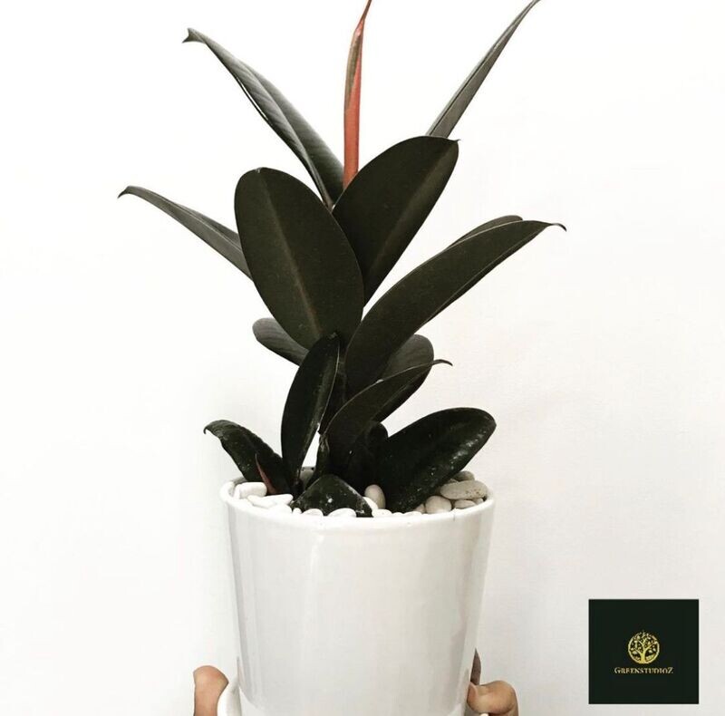Rubber Plant