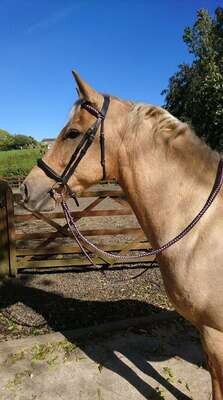 Horse Accessories