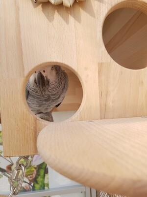 Holz