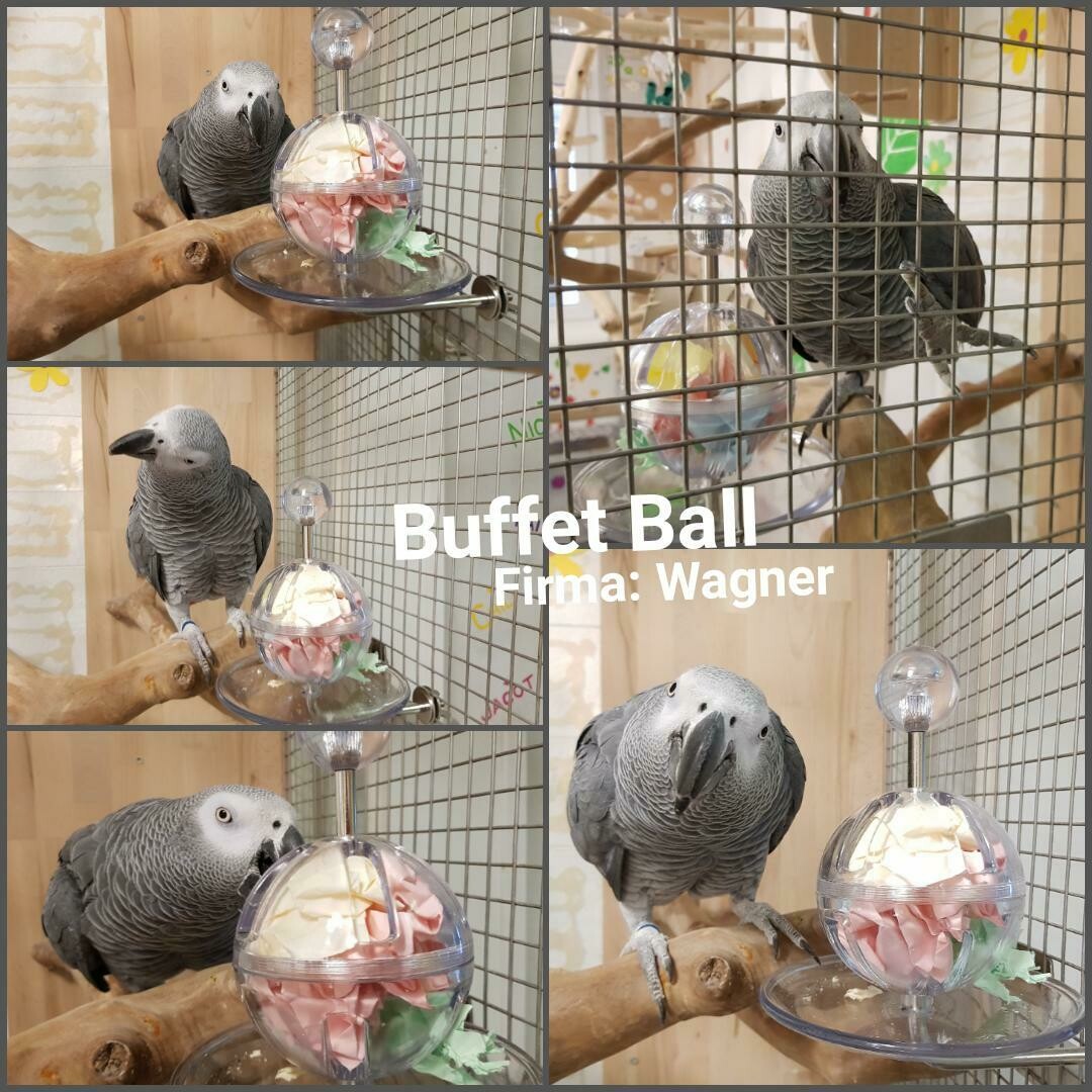 Buffet Ball - tough ForagingToy