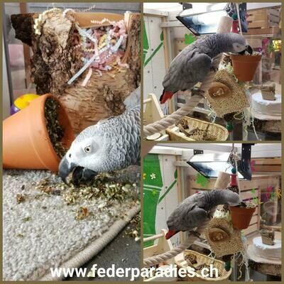 JR Birds Tontöpfchen Großsittich & Papagei 260 gramm JR Birds Tontöpfchen Großsittich & Papagei 260 gramm