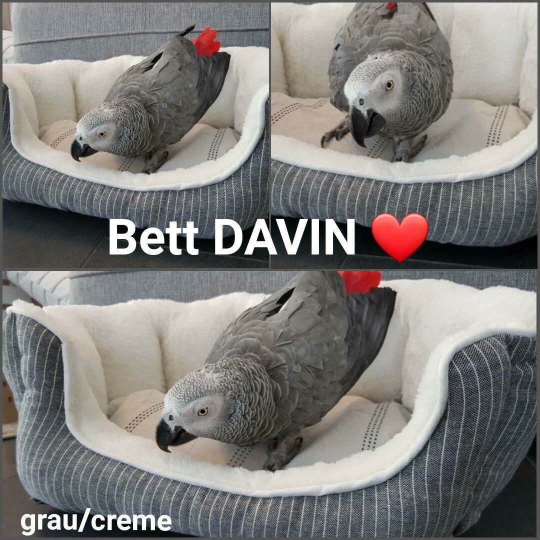 Bett Davin, grau/creme