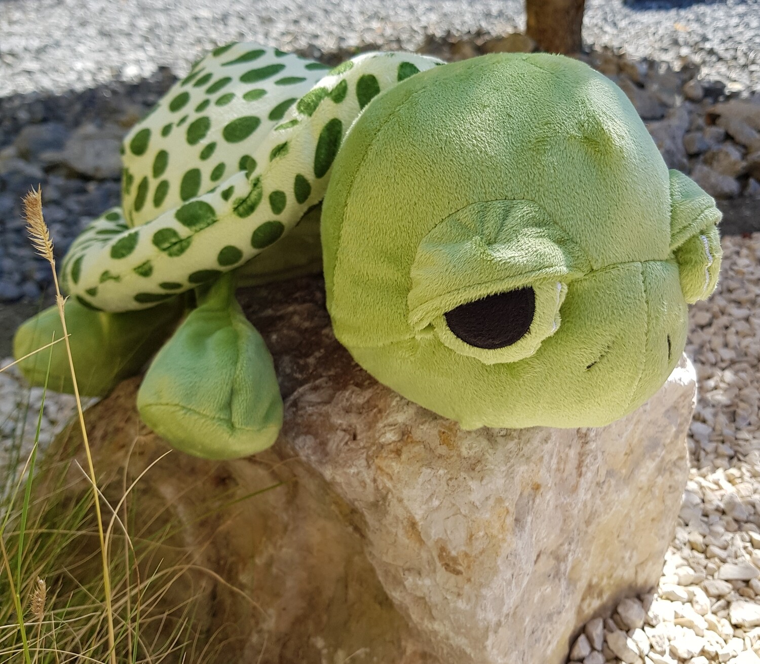 Schildkröte