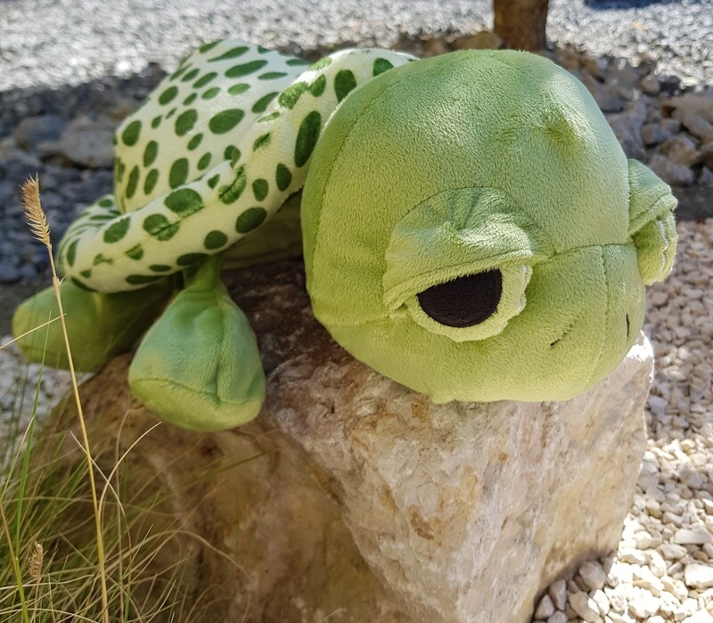 Schildkröte