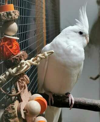 Leder