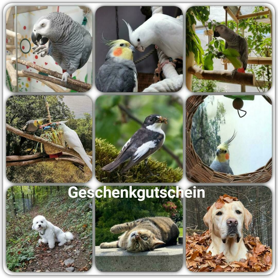 Geschenkgutschein Fr. 20.-