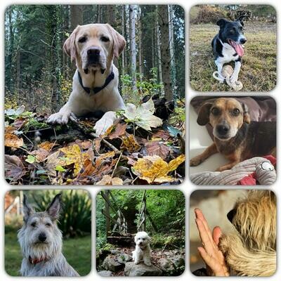 Hunde