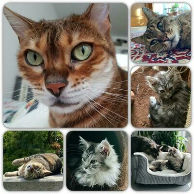 Katzen