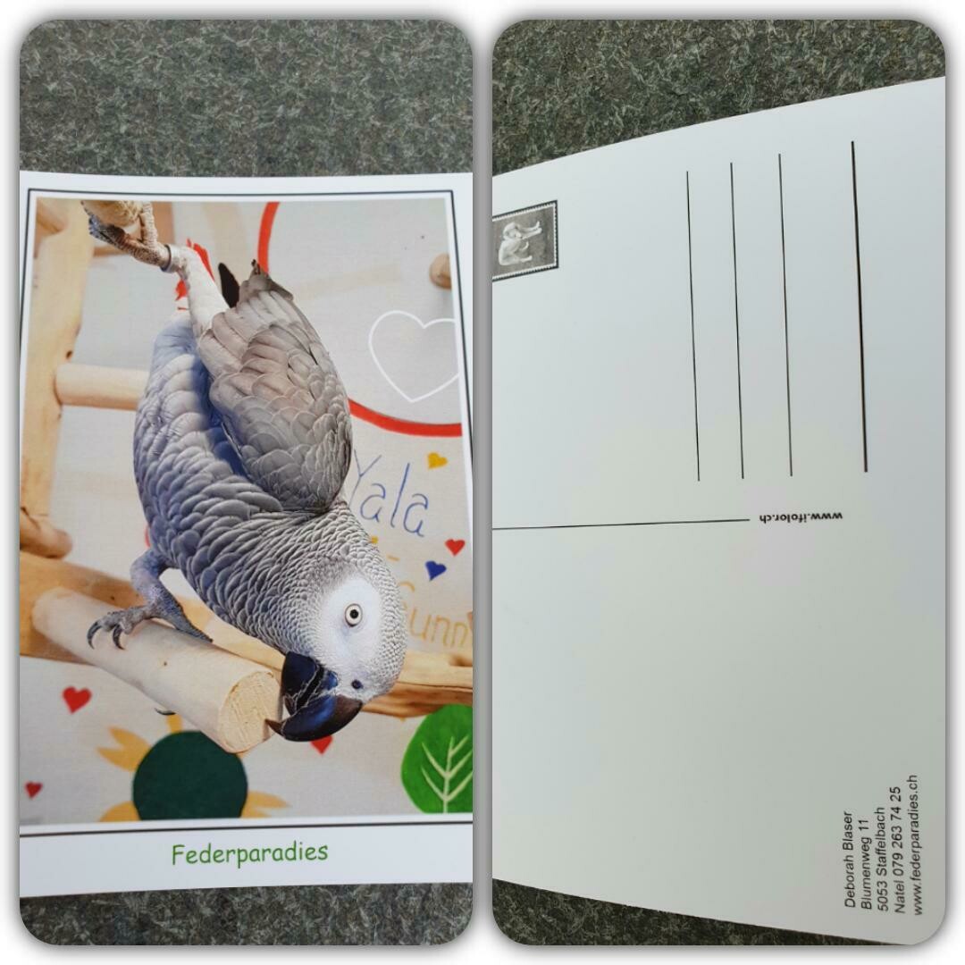 Federparadies Postkarte "Pepper macht SPORT"