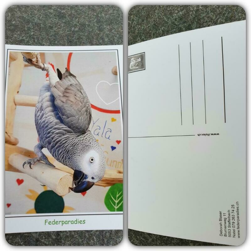 Federparadies Postkarte Federparadies Postkarte "Pepper macht SPORT"