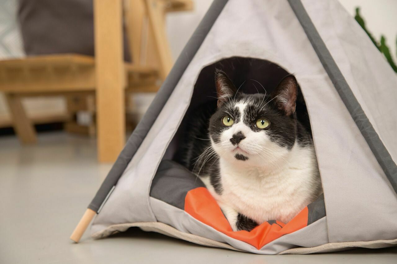 Beeztees Tipi Tent L: 50 cm B: 50 cm H: 80 cm grau Mohaki