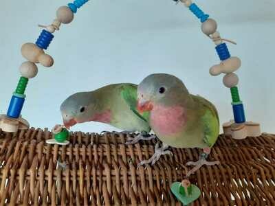 Weide & Rattan