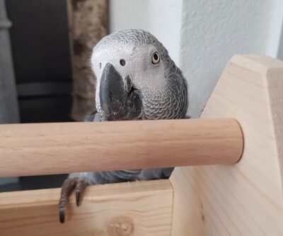 TRIXIE