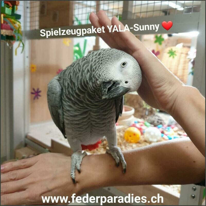 Spielzeugpaket Yala-SUNNY Spielzeugpaket Yala-SUNNY