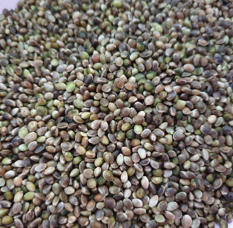 Hanfsaat 1 Kilo