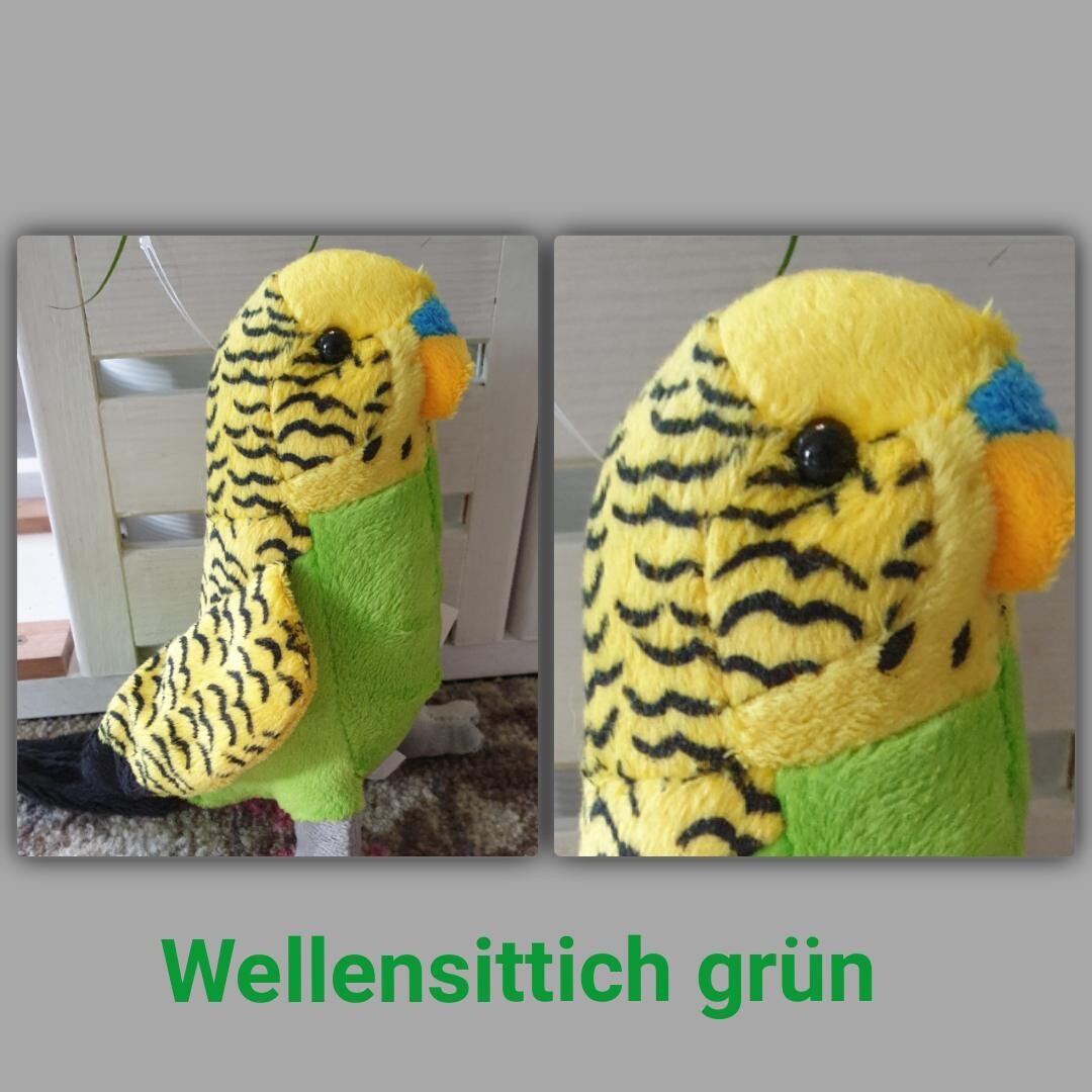 Kuschel Wellensittich gruen