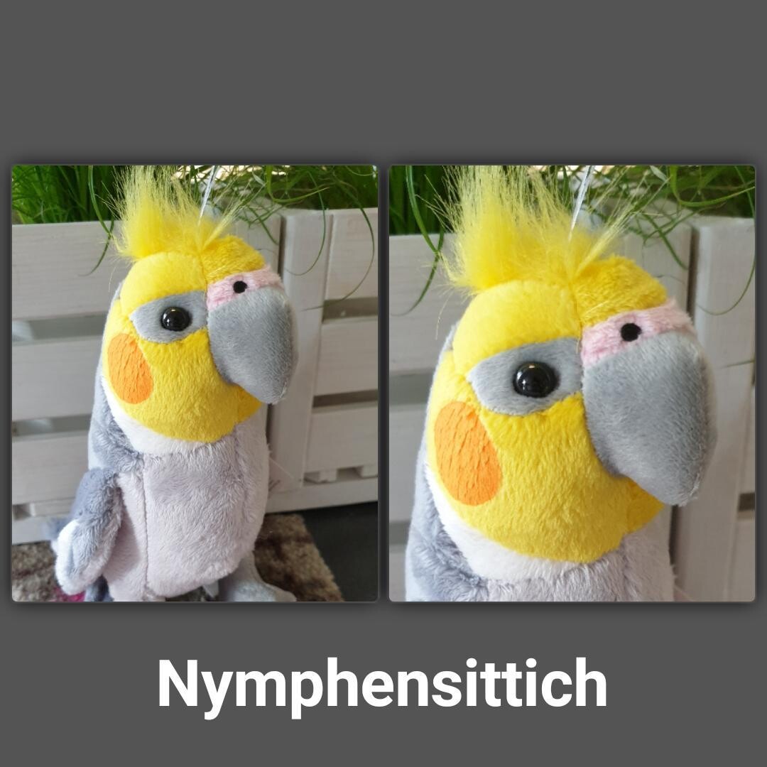 Kuschel Nymphensittich