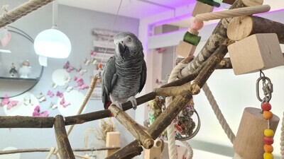 Hängebrücken und Rampen
