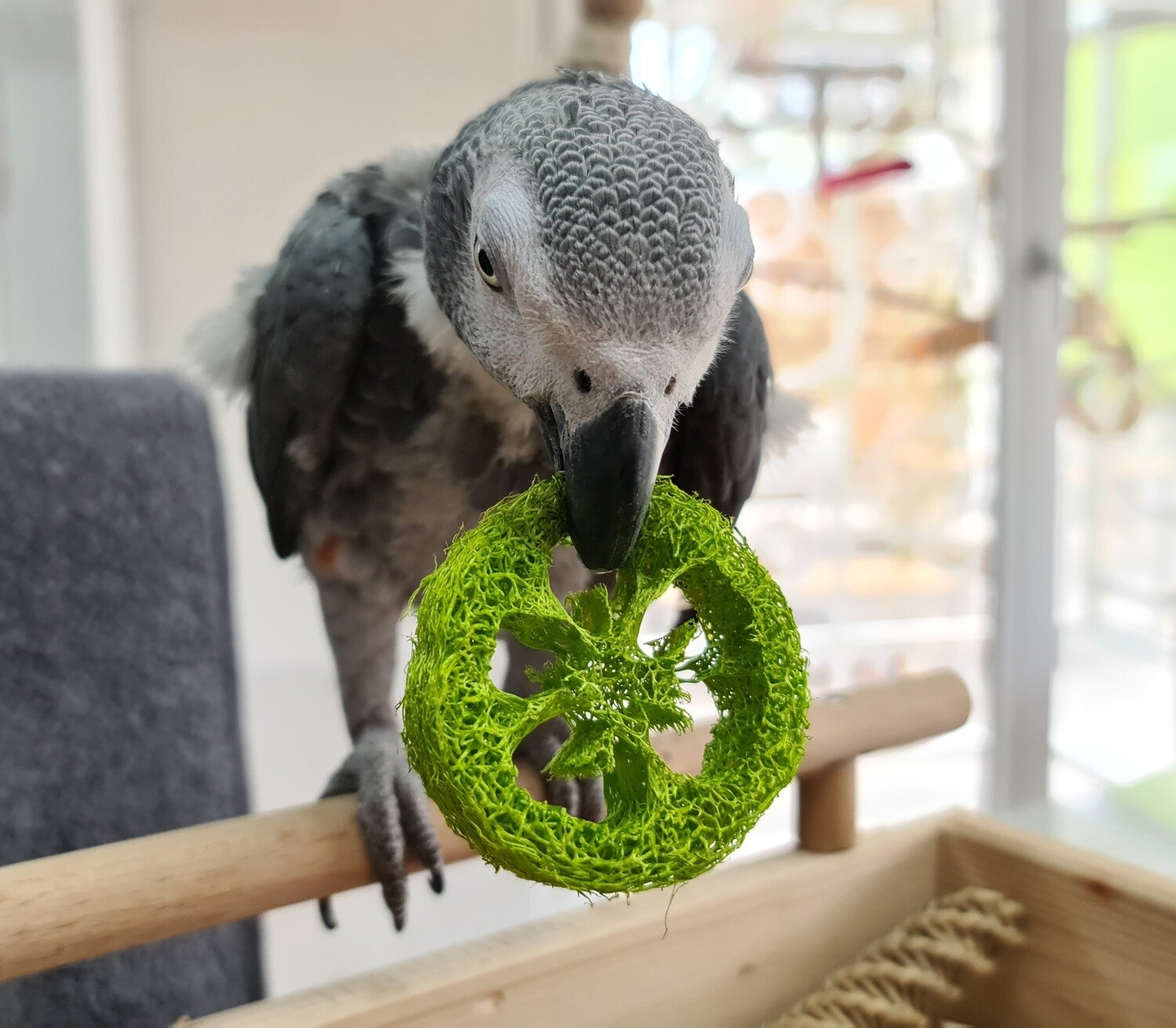 Scheiben aus Luffa