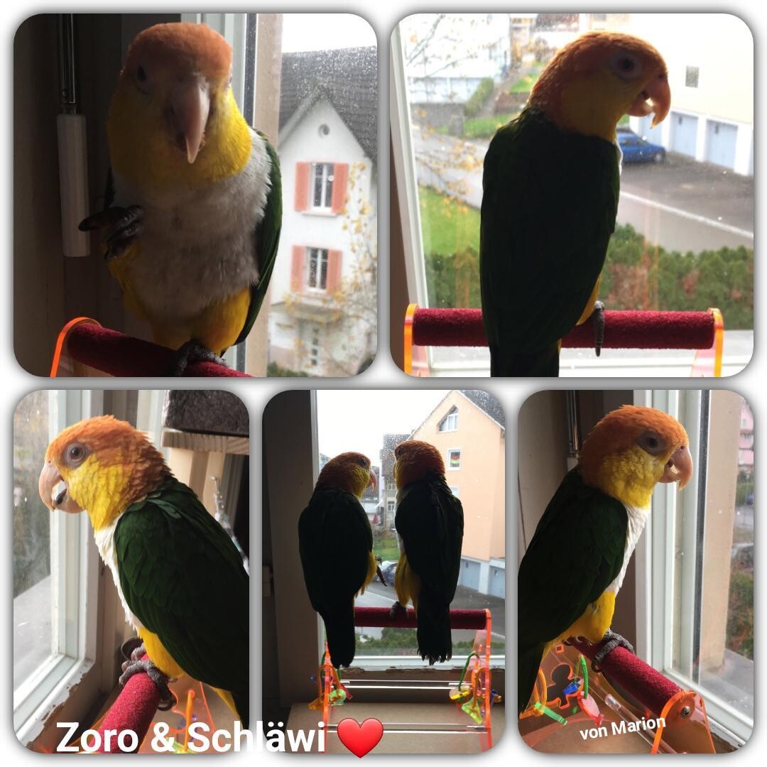 Tischfreisitz mit therapeutischer Sitzstange für Mohrenkopfpapageien & Co. / verschiedene Farben