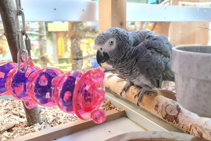 Akustikspielzeug "Rain Stick" Foraging Toy / Farbe wählbar