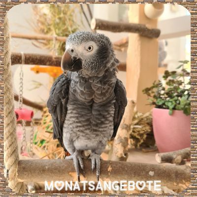 Monatsangebote